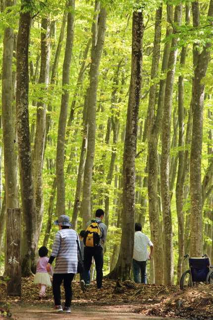 松之山にあるブナ林