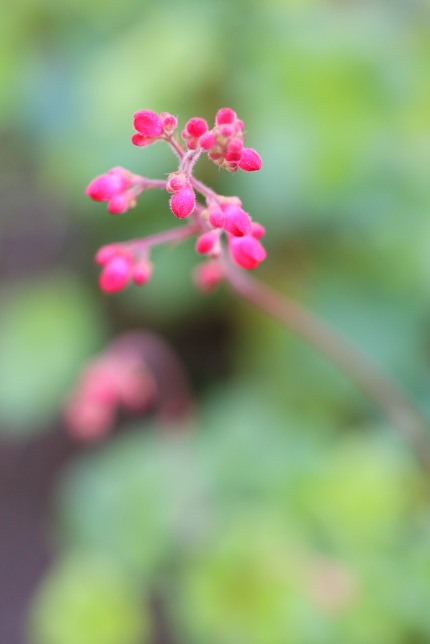 赤花ツボサンゴ