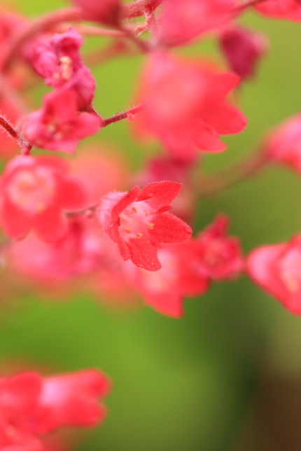 赤花ツボサンゴ（ヒューケラ）