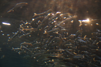 夕陽に照らされた光が魚たちに降り注いでいました