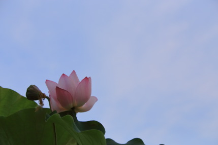 青空にハスの花