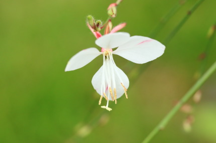 ヤマモモソウ山桃草