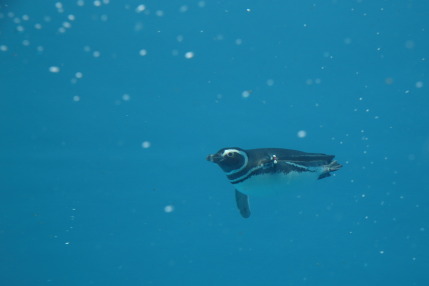 マゼランペンギンが水中を泳ぐ姿