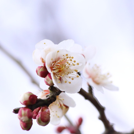 梅の花