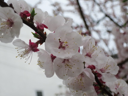 桜の花を発見