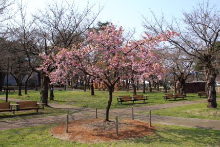 咲いている桜