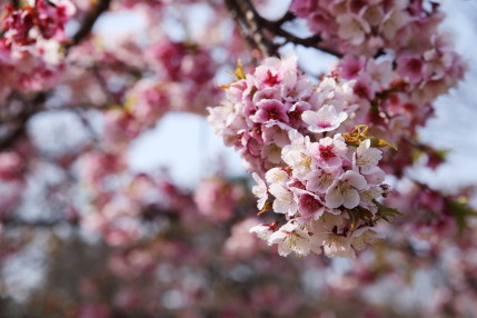 ソメイヨシノでは無い種類の桜