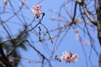 十月桜