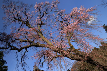 日朝寺の枝垂れ桜