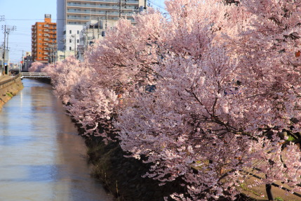 儀明川の小彼岸桜