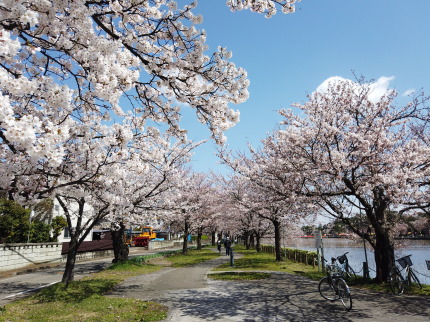 高田公園で花見