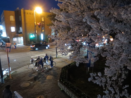 高田公園の夜桜