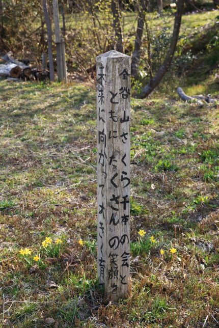 金谷山さくら千本の会とともにたくさんの笑顔を未来に向かって大きく育て