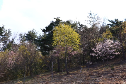 東側にも数本桜が植えてあり