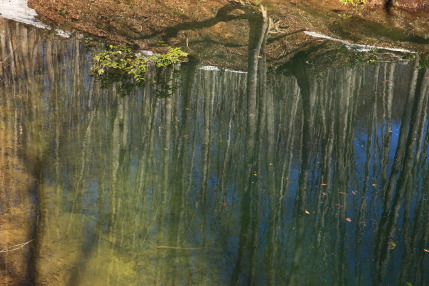 池に写る逆さブナ