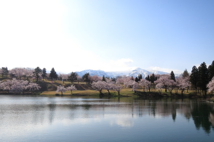 妙高サンシャインランド付近の桜