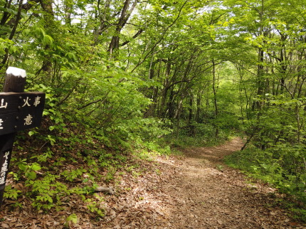 金谷山の山道