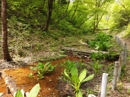 ミズバショウ群生地