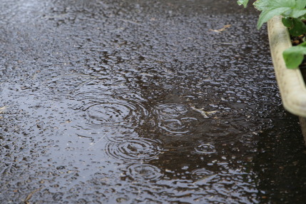 朝から雨がしとしと降っていました