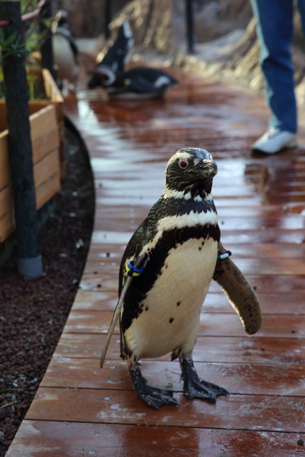 マゼランペンギン