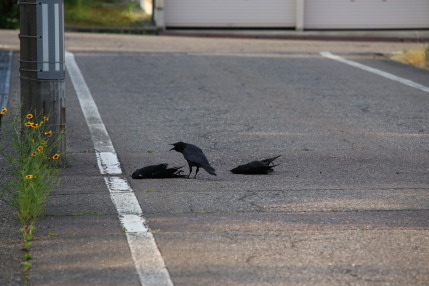 カラスが2羽死んでいました