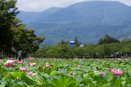 ハスの花