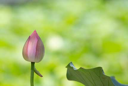 蕾のはすの花