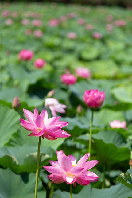 はすの花