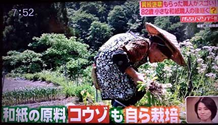 原料のコウゾもご自分で栽培している