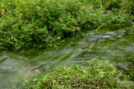 宇棚の清水近くの小川