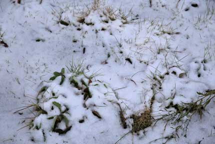 薄らと積もった雪