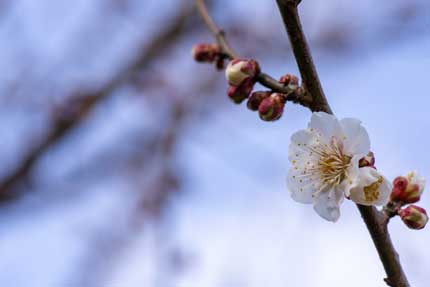 花が咲いていました