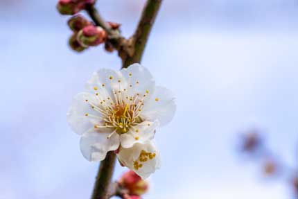 梅の花