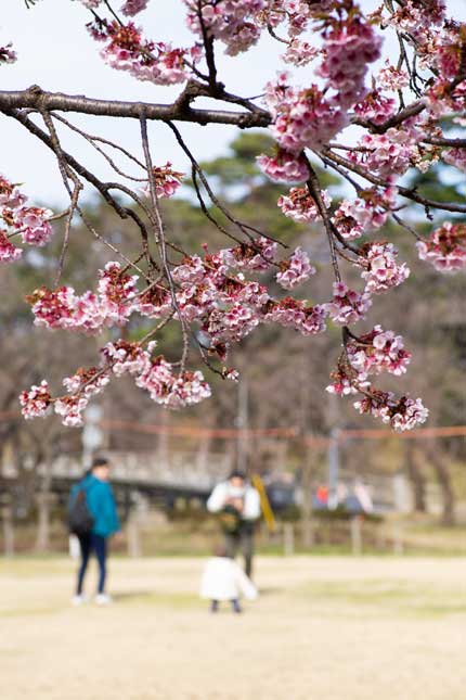 早咲きの寒桜