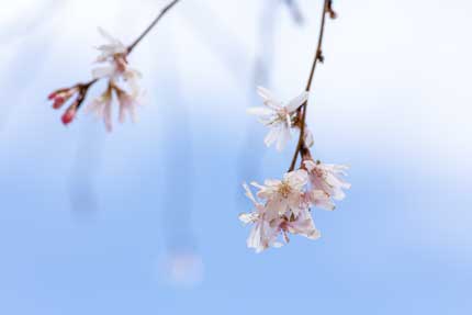 十月桜