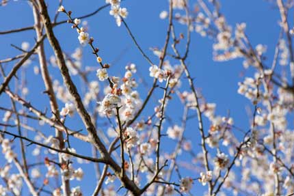 梅の花