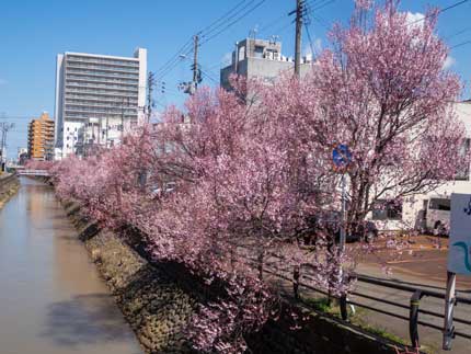 小彼岸桜