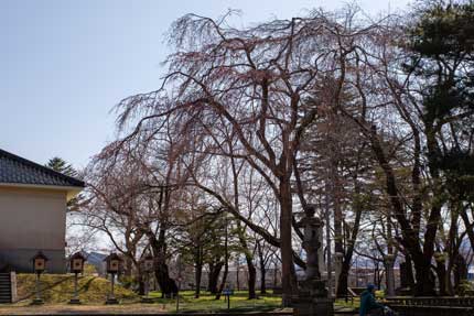 忠霊塔前の枝垂れ桜