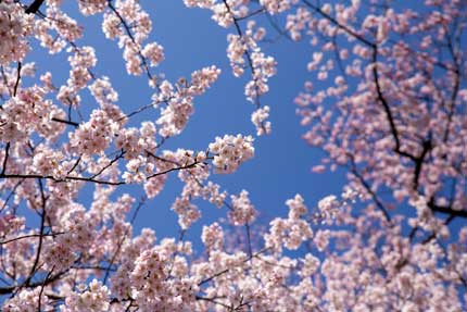 三の丸広場の早咲きの桜