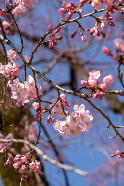 三の丸広場の枝垂れ桜