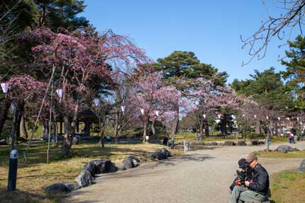 桜見本園の桜