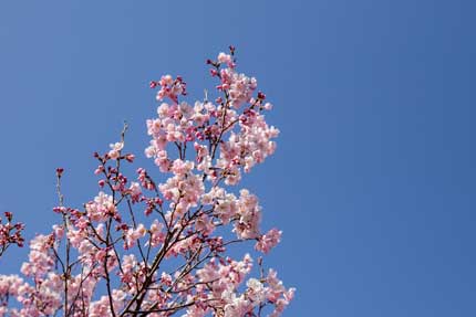 高遠小彼岸桜