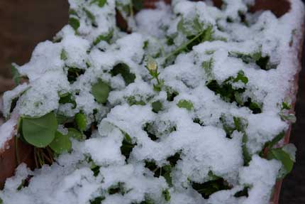 これ位の雪