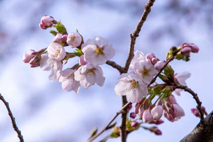 染井吉野