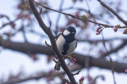 野鳥１