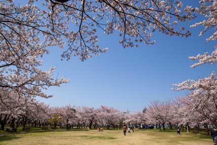 高田城址公園の桜