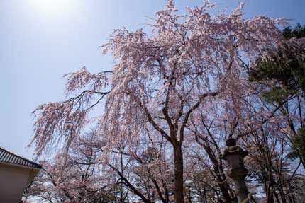 枝垂れ桜