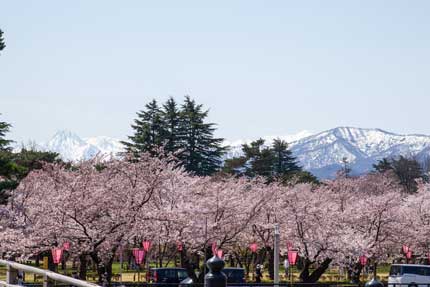 妙高山と染井吉野