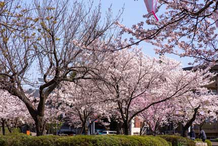 桜見本園