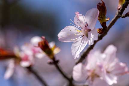 大山桜